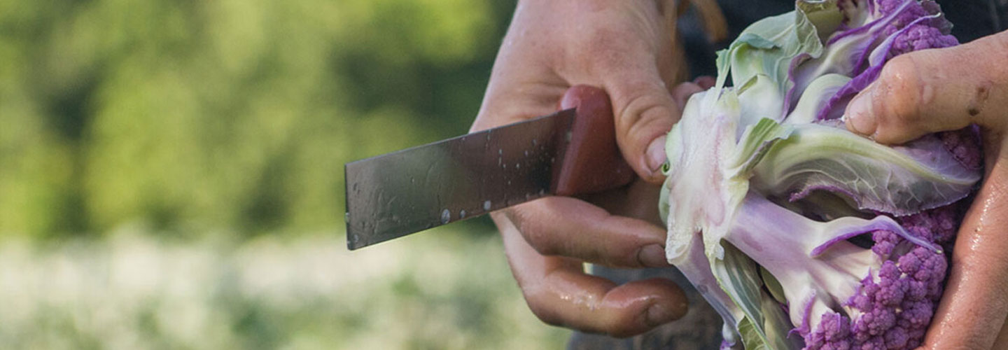 hand holding knife and harvested purple broccoli head
