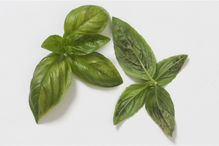 basil leaves infected with basil downy mildew