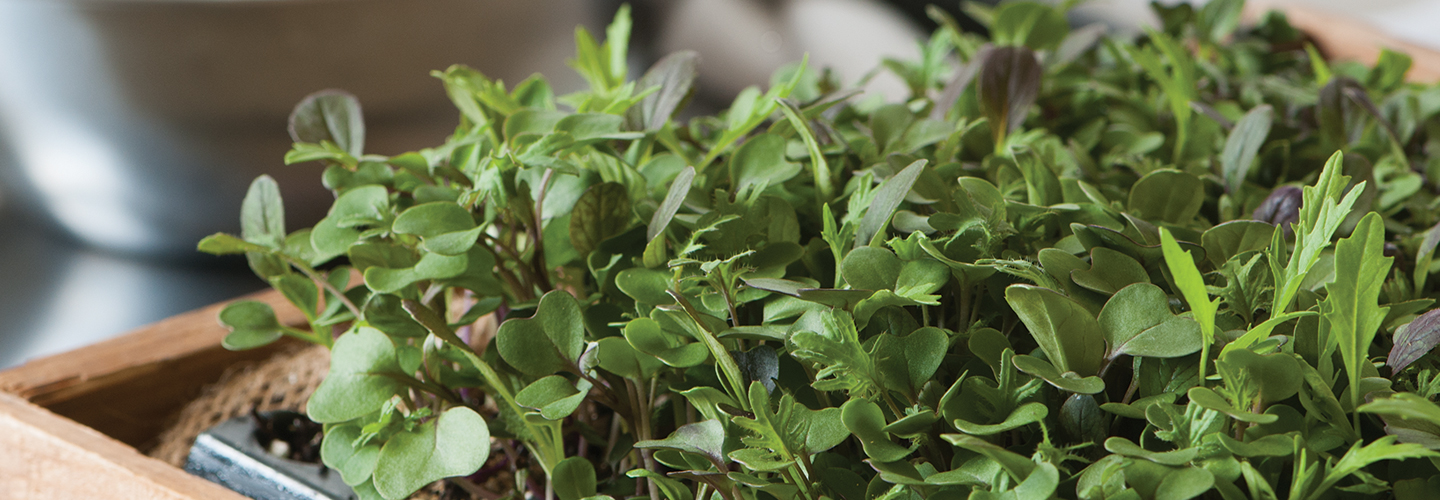 microgreens growing