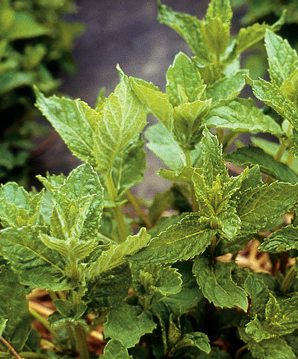 Mint planting; members of this family readily spread in the garden via their vigorous root system; container plantings may be ideal.