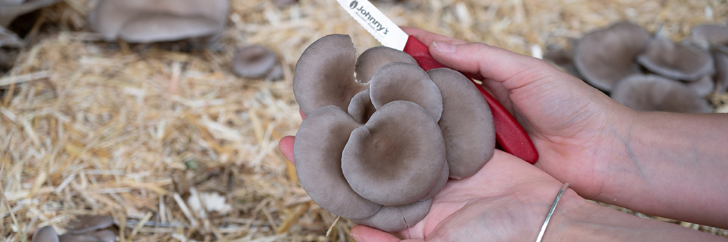Register for our webinar on growing mushrooms