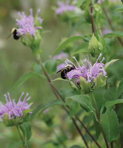 Bee balm flowers attract and sustain pollinating insects in the garden.