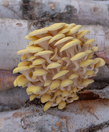 Mushrooms growing on a log.