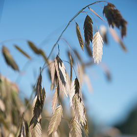How to Grow Northern Sea Oats Ornamental Grass