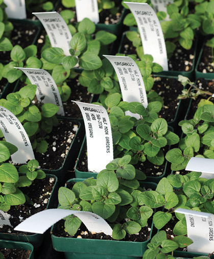 Greek oregano grown from seed for container sales; dust the tiny seeds over the growing medium, lightly press, do not cover, and mist.