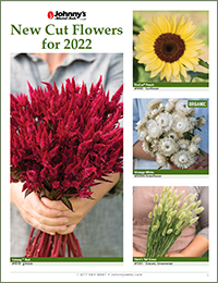 Our New Cut Flower Brochure