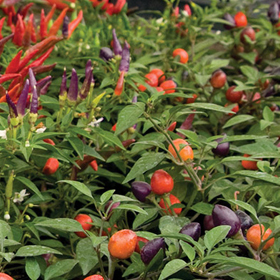 How to Grow Ornamental Peppers