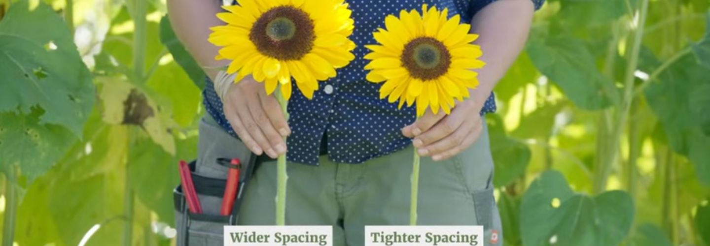 The effect of spacing on sunflower bloom size.