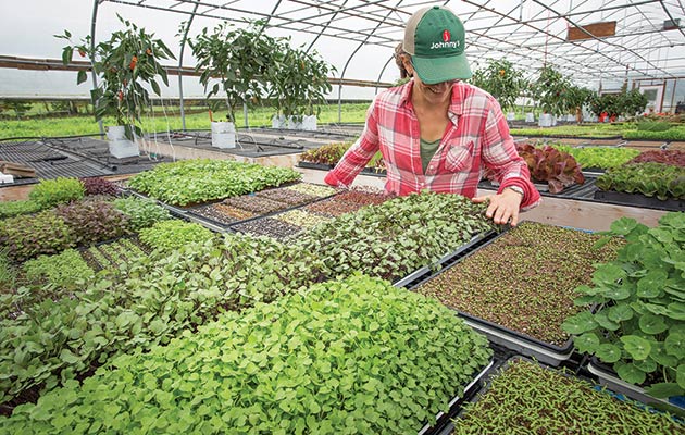 Microgreens Production in our Trialing Greenhouse in Maine