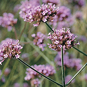 How to Grow Verbena