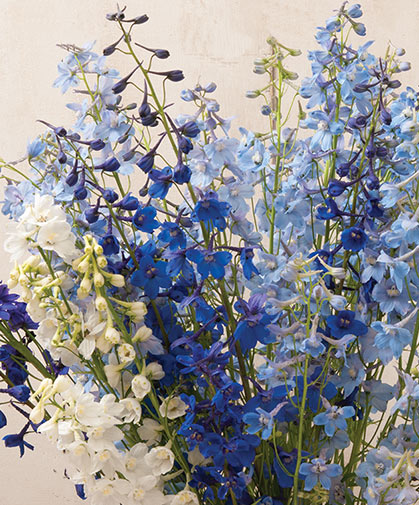 Delphium stalks, ranging from deep indigo to periwinkle blue to bright white.