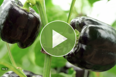 lilo purple bell pepper