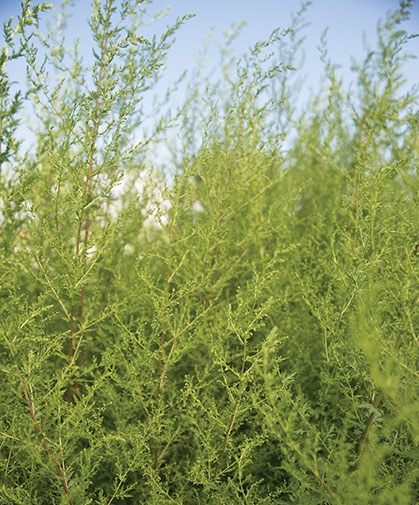 Field of sweet annie (artemesia) flowers in mid to late summer.