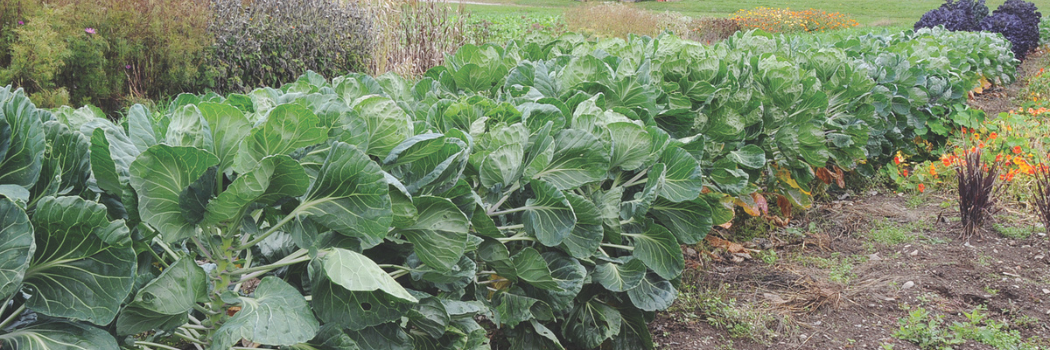 brussels sprout plants