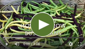 View Our How to Grow Bush Beans Video