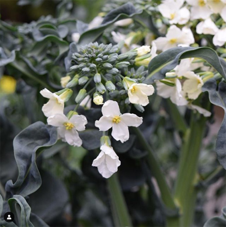 Spigariello 'Liscia' (Italian leaf broccoli) in flower at JD Garden, Hillsborough, California.