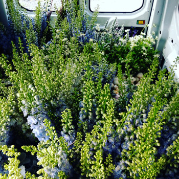  'The key is quality,' notes Jeriann of Deadhead Cut Flowers, 'and driving home the superior quality of your product.' 