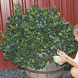 Grows Well in Containers