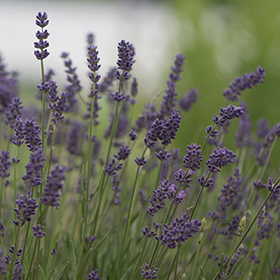 How to Grow Lavender