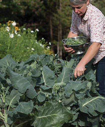 & Sprouting Broccoli Growing Information: Sowing, Culture & Harvest