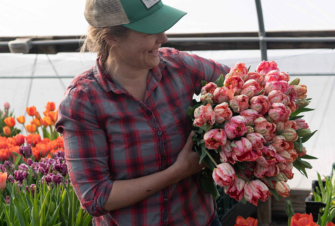 Forced tulip bulbs
