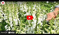 Video Digitalis Camelot Mix Digitalis Camelot Mix