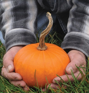 Baby Bear Pumpkin 1993