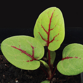 How to Grow Sorrel