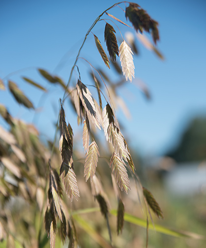 Panicle of 'Northern Sea Oats' (Chasmanthium latifolium), grown as an ornamental grass.