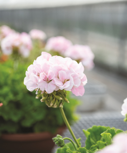 Pink geranium flowers.