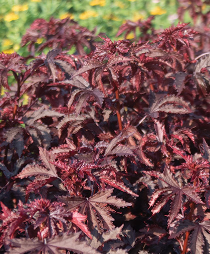 Cranberry Hibiscus 'Mahogany Splendor', prized by florists for its radiant red foliage.