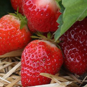 Strawberry planting program