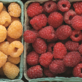 Raspberry planting program