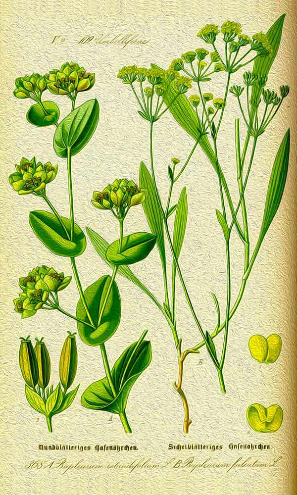 Bupleurum