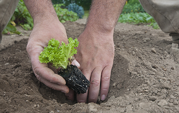 Start lettuce seedlings in flats 3–4 weeks before transplanting.