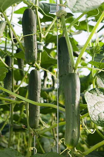 Corinto Cucumber