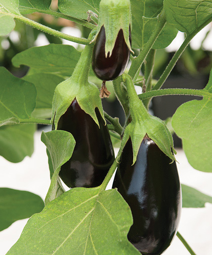 The tender, deep-purple skin of these 3 developing eggplants is protected by their calyxes.