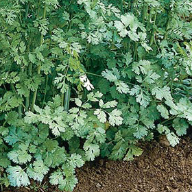 How to Grow Cilantro/Coriander