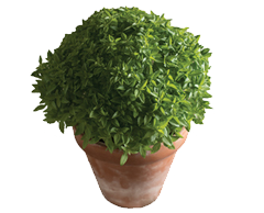Container-grown Spicy Bush Basil Plant