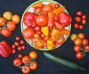 Crop variety & quality for protected culture Crop variety & quality for protected culture