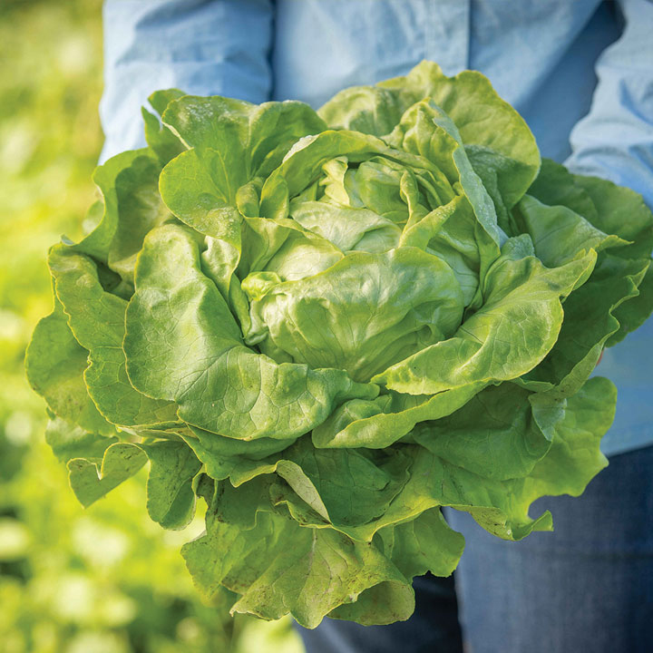 head of green lettuce