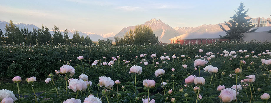 Wasilla Lights Farm in Alaska