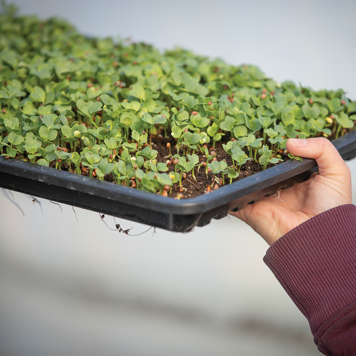 Hand holding tray of growing microgreens