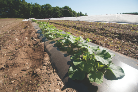melon plants in the field