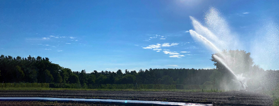 Irrigating a freshly seeded field at Johnny's