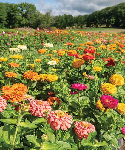 A row of several zinnia varieties in our recent trials, from which we selected the top-performing cultivars.