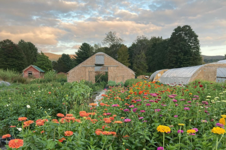 field flowers and high tunnels at The Painted Tulip flower farm