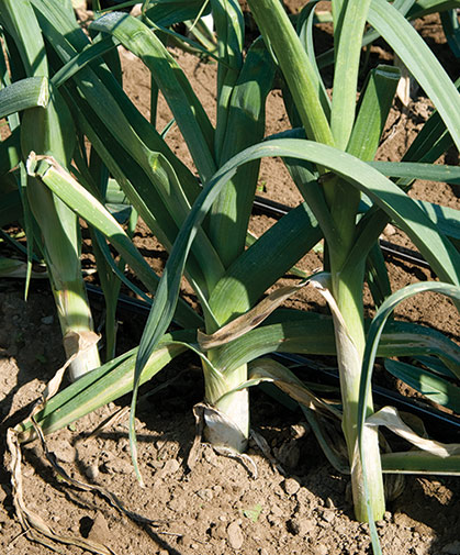 A row of leek plants in the field; harvest when white stems or shafts are approximately 3" (7 cm) long or greater.