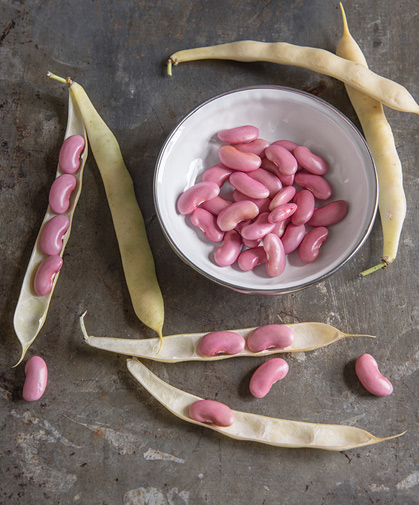 These red kidney beans are just as delicious when eaten fresh as when dried for later consumption.