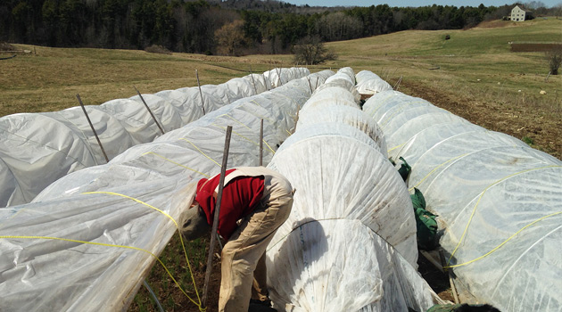 Winter Low Tunnel Protection Methods